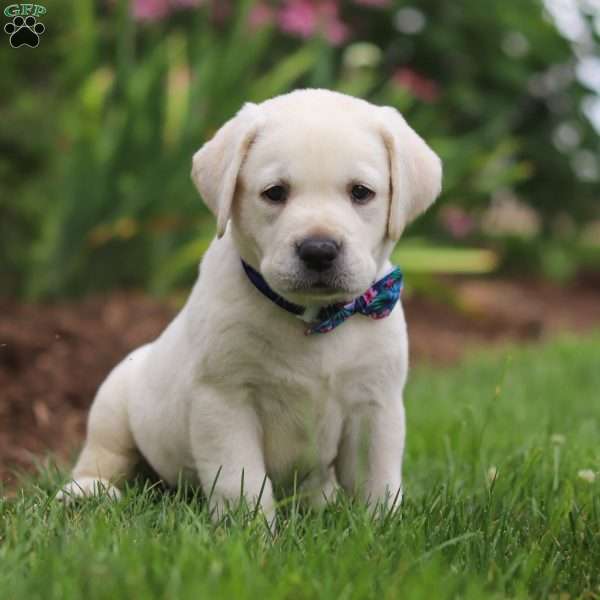 Chamilla, Yellow Labrador Retriever Puppy